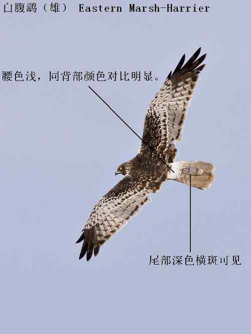 鹞的识别(归纳总结) 鹞的识别(归纳总结)