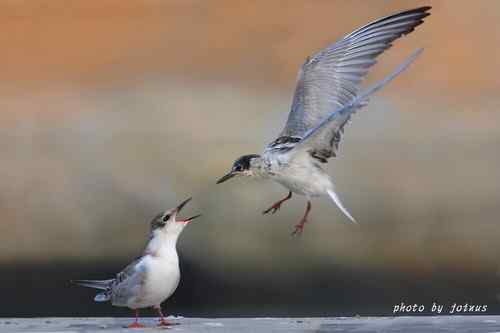 飛行及展翅之美