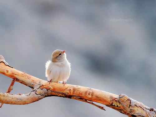 铁门关杂鸟记 黑顶麻雀
