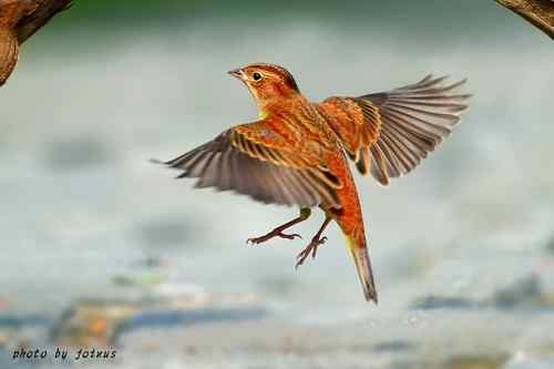 飛行及展翅之美