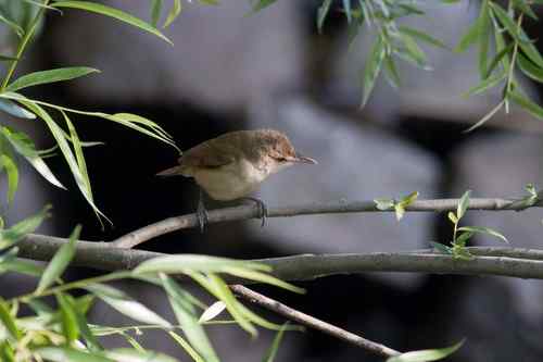 请教鸟名：这是什么莺？