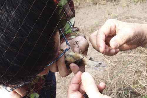 小小鸟人在行动 解救被困小鸟 小小鸟人在行动 解救被困小鸟