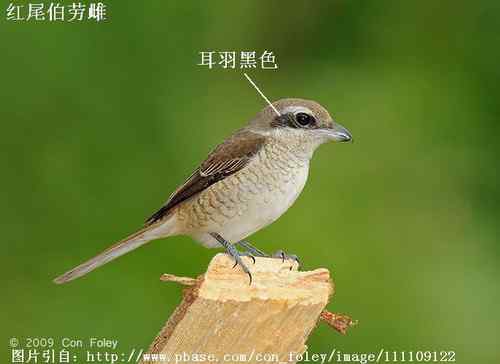 几种伯劳的识别