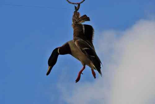 颐和园鸟人：绿头鸭蒙难获救记