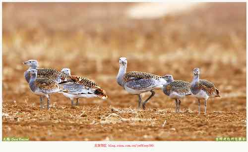 北京的大鸨（送两只隼）