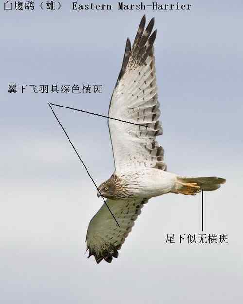 鹞的识别（归纳总结）
