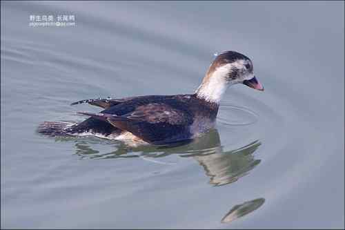 长尾鸭【组图】