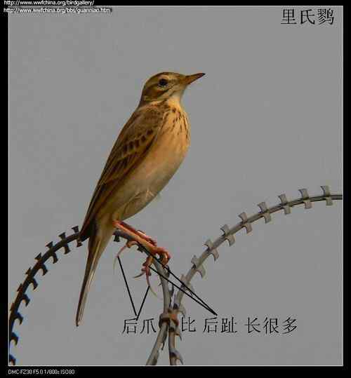 理氏鹨、田鹨还是布莱氏鹨的鸟类识别? 理氏鹨、田鹨还是布莱氏鹨的鸟类识别?