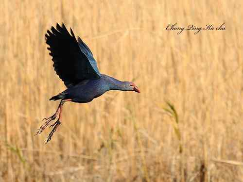 2010紫水鸡 重庆咔嚓作品