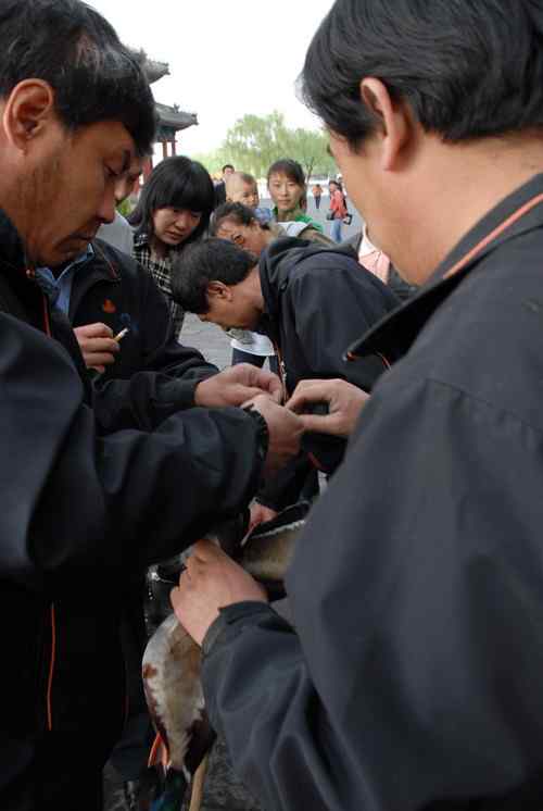 颐和园鸟人：绿头鸭蒙难获救记