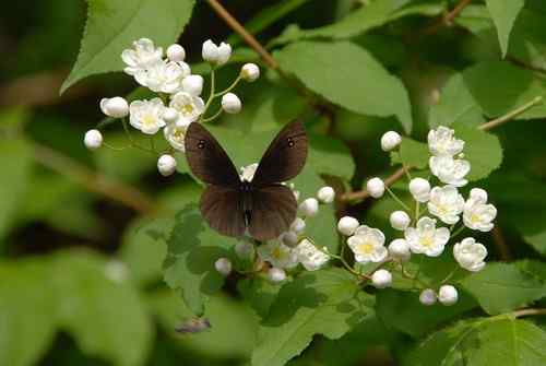 看看我长白山里的“宝贝” 看看我长白山里的“宝贝”