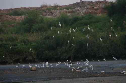 呼吁：珍惜深圳另一个“红树林”