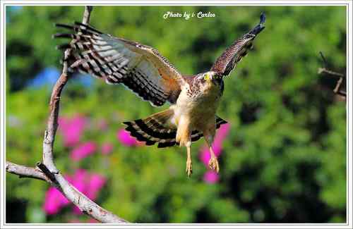 蛇雕 大冠鹫【组图】