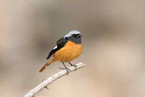 原画幅野生鸟类摄影俱乐部【精美组图】