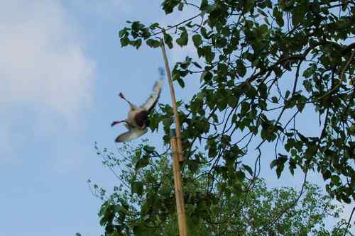 颐和园鸟人：绿头鸭蒙难获救记