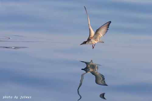 飛行及展翅之美