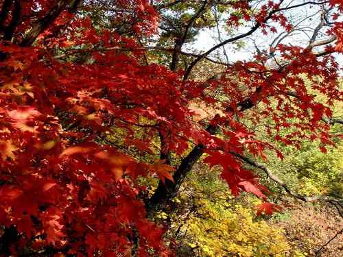 看看我长白山里的“宝贝” 看看我长白山里的“宝贝”