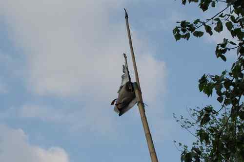 颐和园鸟人：绿头鸭蒙难获救记