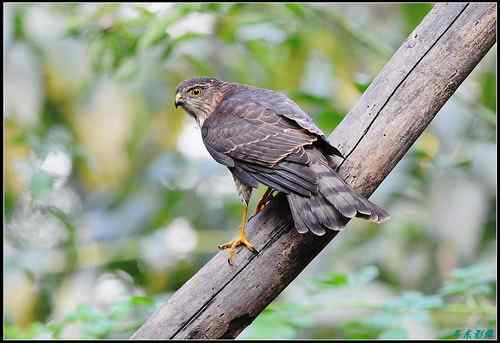 松雀鹰精彩定格照