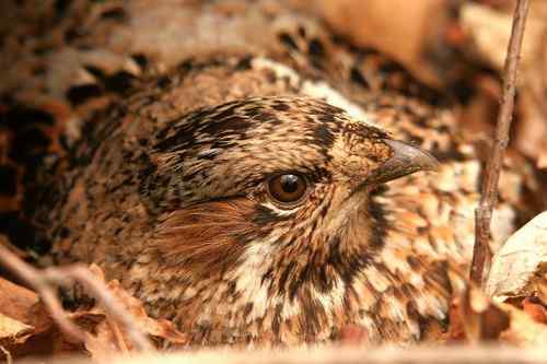 看看我长白山里的“宝贝” 看看我长白山里的“宝贝”