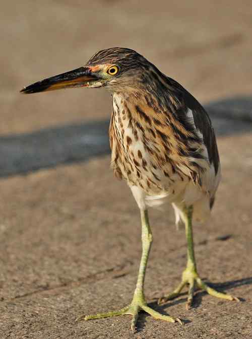 雏鸟池鹭获新生