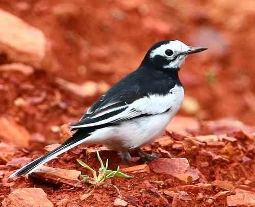 关于黑背鹡鸰的求证