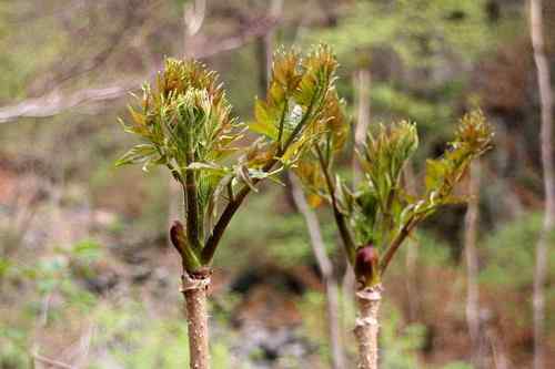 看看我长白山里的“宝贝” 看看我长白山里的“宝贝”