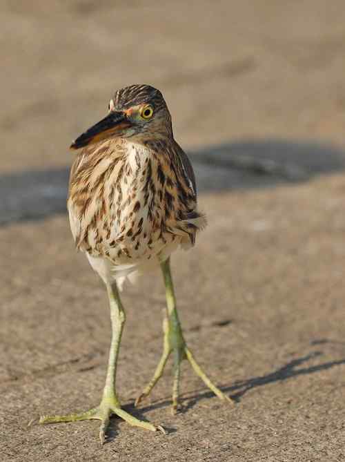 雏鸟池鹭获新生
