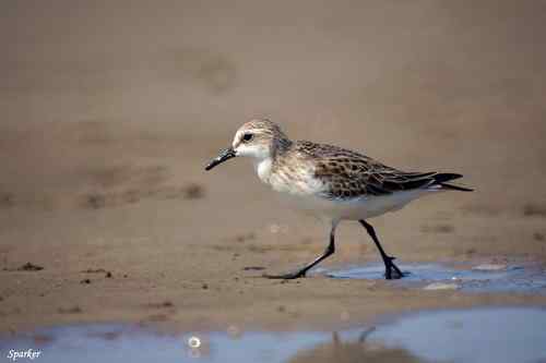 探讨:小滨鹬和红颈滨鹬的辨识 探讨:小滨鹬和红颈滨鹬的辨识