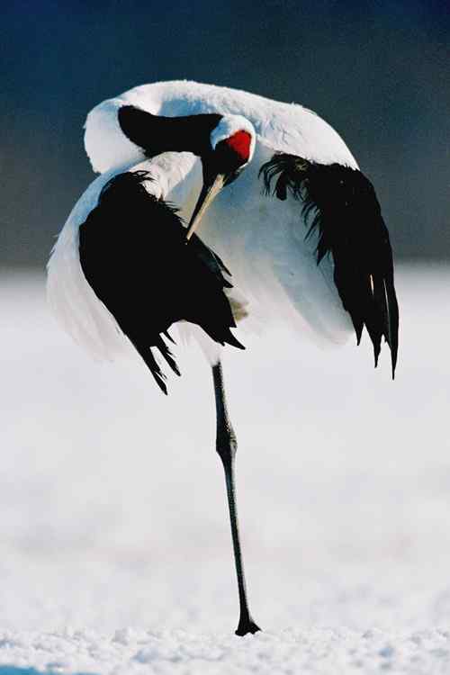 鸟类摄影：沒有法則的構圖——垂直構圖