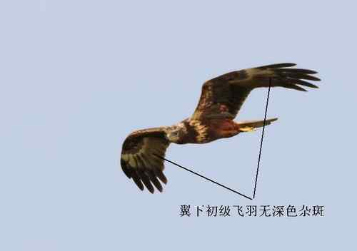 鹞的识别(归纳总结) 鹞的识别(归纳总结)