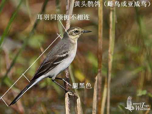 几种鹡鸰的辨别