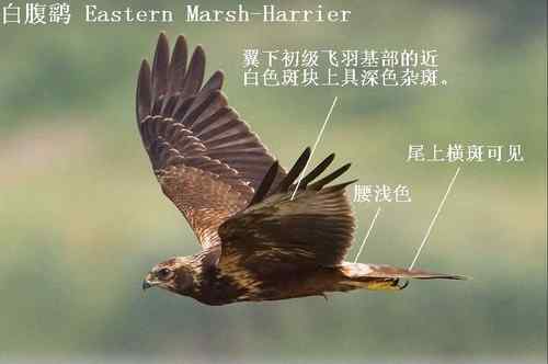 鹞的识别：白头鹞、白腹鹞、雀鹞、白尾鹞