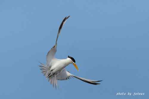 飛行及展翅之美