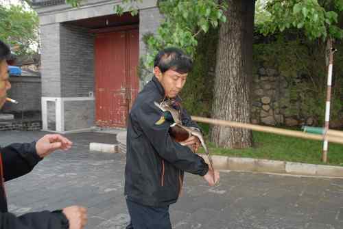 颐和园鸟人：绿头鸭蒙难获救记