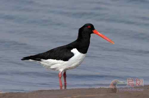鸟类介绍   蛎鹬