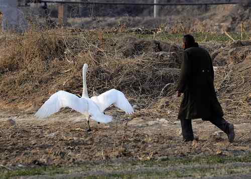 赏鹅却伤鹅：目睹了一只天鹅的受伤