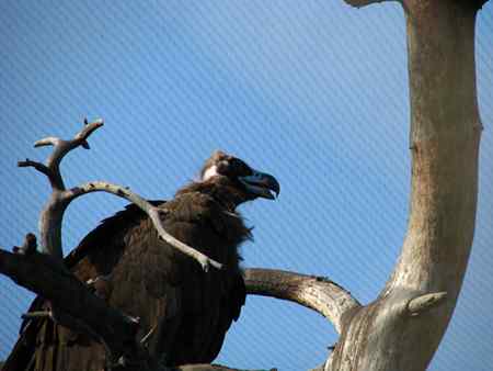 动物园向往自由的秃鹫