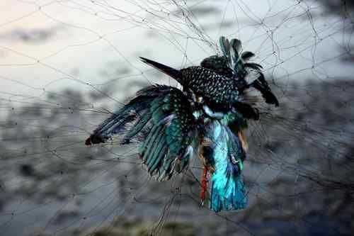 翠鸟之死： 北大港水库鸟网触目惊心