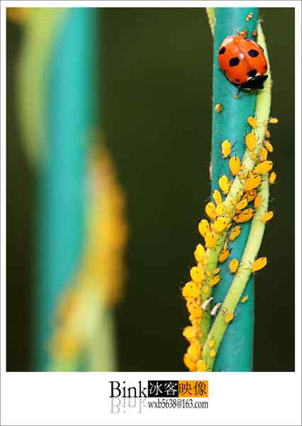 冰客的昆虫世界作品