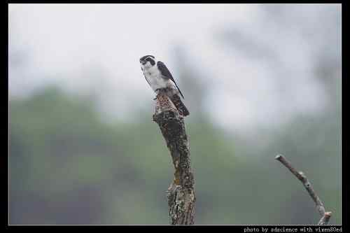 婺源之行 天望打鸟