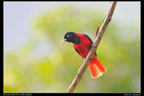 台湾山区拍鸟：美麗的朱鸝