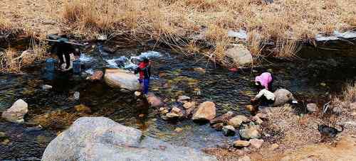 一只逝去的苍鹭