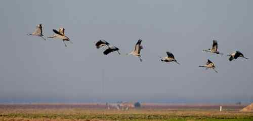 河南拍鸟之郑州版