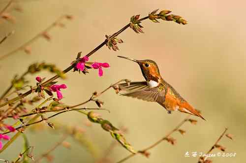 2008鸟网四季鸟类大赛一二三等奖作品