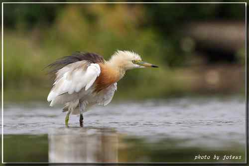大快朵頤 爪哇池鷺 Javan Pond Heron