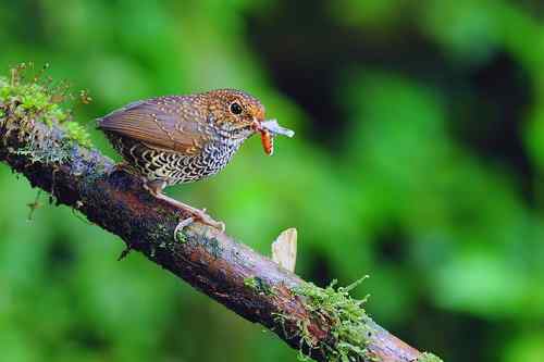 台湾山林隱者——鳞胸鹪鹛