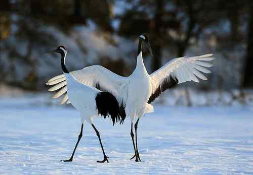 日本北海道的鸟儿