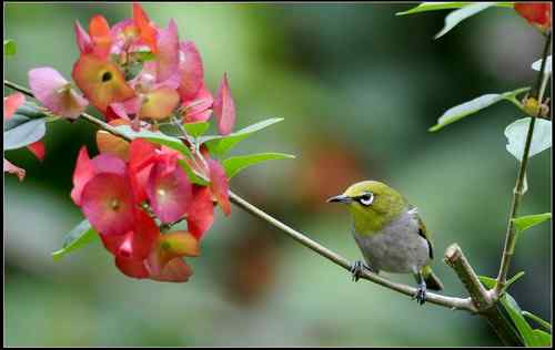 花鸟图：漂亮绣眼齐比美