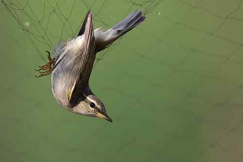 无助：鸟网中的鸟儿